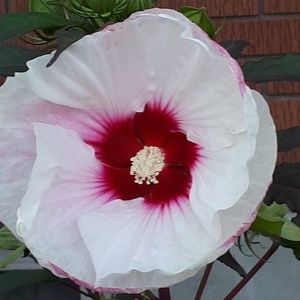 Meet your Posher, Gail